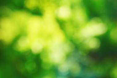 Doğal Ağaç Parkı bulanıklık