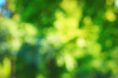 Doğal Ağaç Parkı bulanıklık