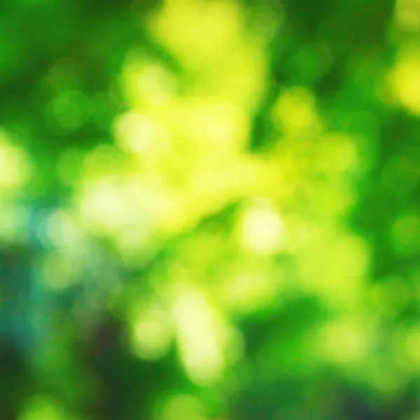 Naturliga träd park oskärpa — Stockfoto