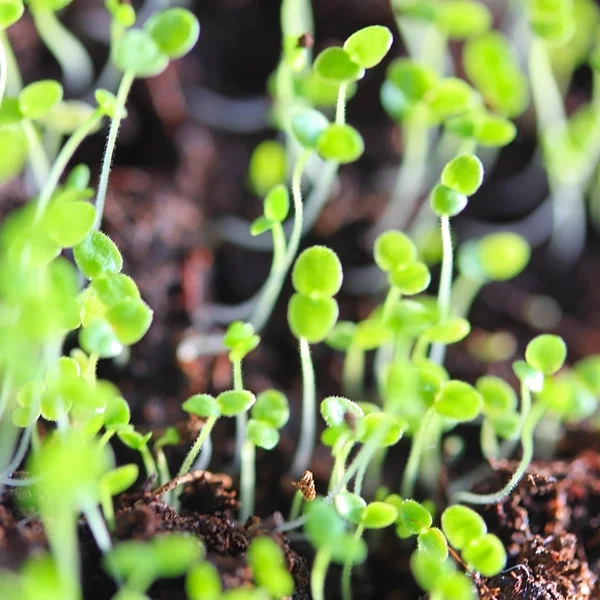 Zelený seedings v půdě — Stock fotografie