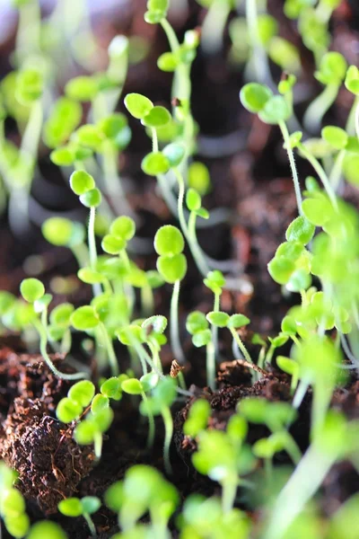 Green seedings in the soil — Stock Photo, Image