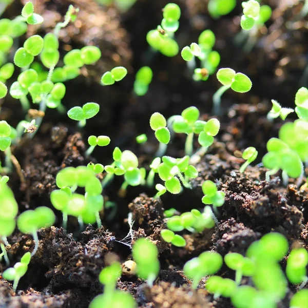 Group of sprouts in soil — Stock Photo, Image