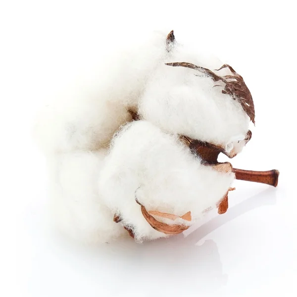 Cotton soft ball — Stock Photo, Image