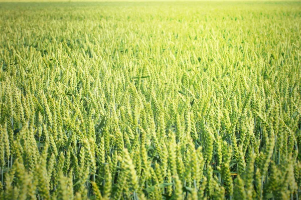 夏の大麦畑 — ストック写真