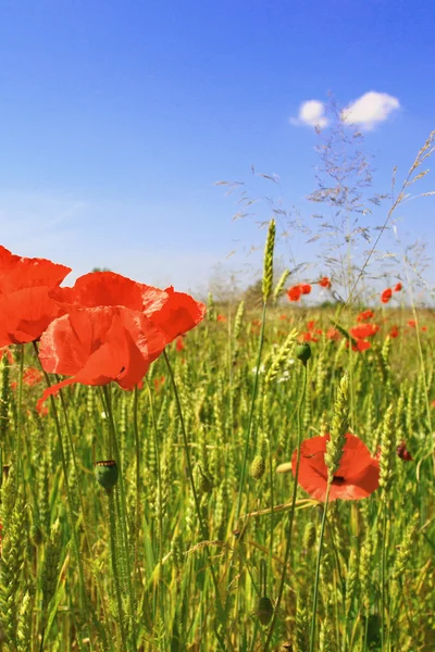 Poppy field flowers — Stock Photo, Image