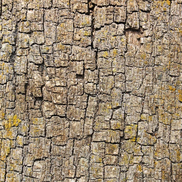 Tree bark surface — Stock Photo, Image