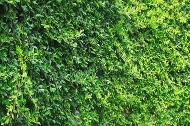 Ağaç yemyeşil yaprakları