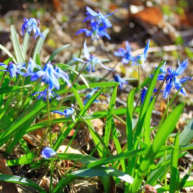 Kar damla çiçek toprak