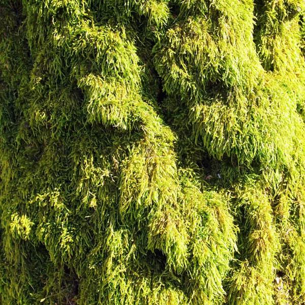 Moss verde no dia ensolarado — Fotografia de Stock