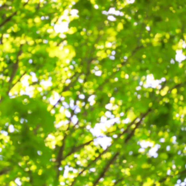 ツリーの葉の背景 — ストック写真