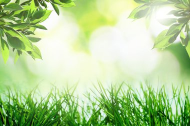 Spirng büyüyen doğa