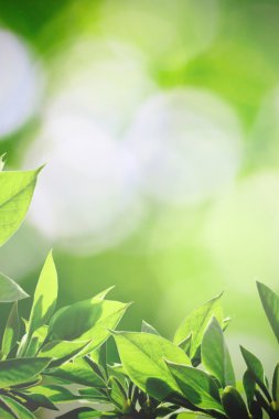 Yaz doğa güneş ışığı altında