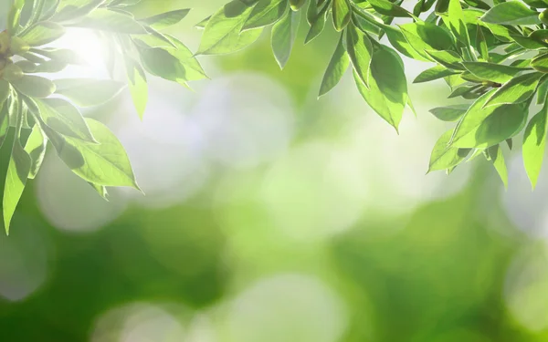 Naturaleza de verano a la luz del sol —  Fotos de Stock