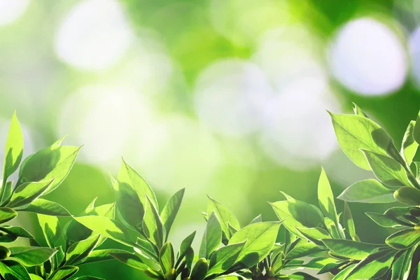 Zomer natuur in zonlicht — Stockfoto