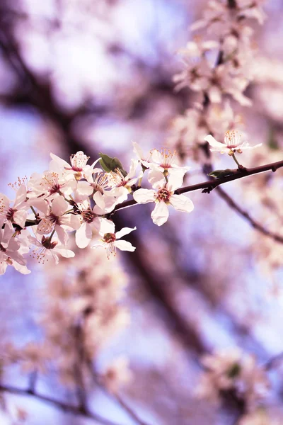 Een bloeiende tak van appelboom — Stockfoto