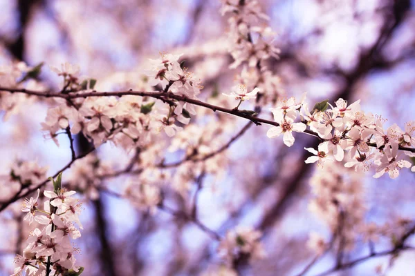 Een bloeiende tak van appelboom — Stockfoto