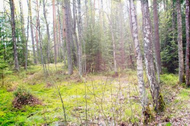 Güneşli ormanda moss