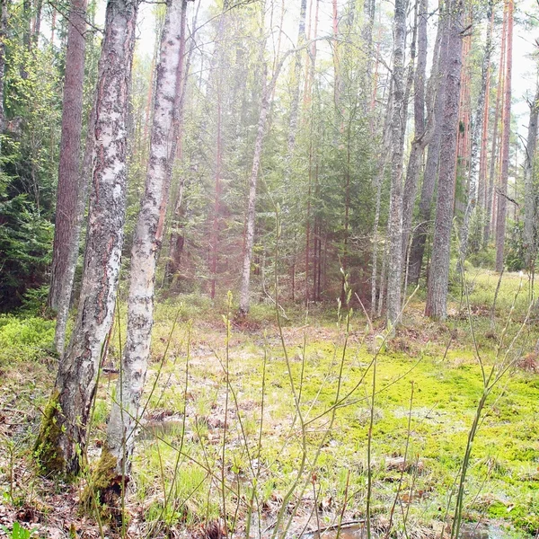 在阳光明媚的森林的苔藓 — 图库照片