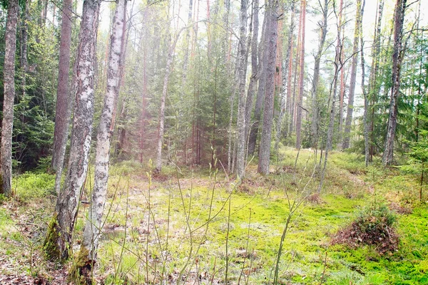 Mousse dans la forêt ensoleillée — Photo