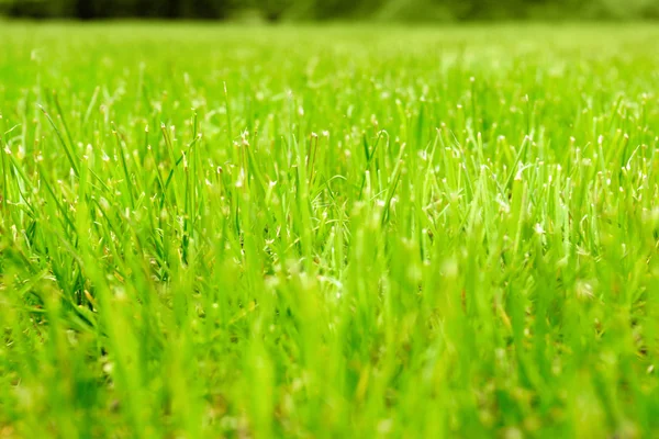 Green Grass meadow — Stock Photo, Image