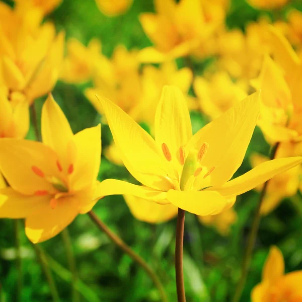 Spring yellow flowers — Stock Photo, Image