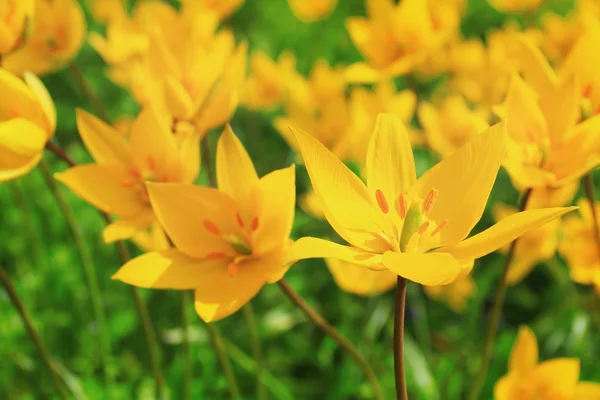 Printemps fleurs jaunes — Photo