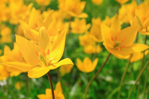 Gele Lentebloemen — Stockfoto