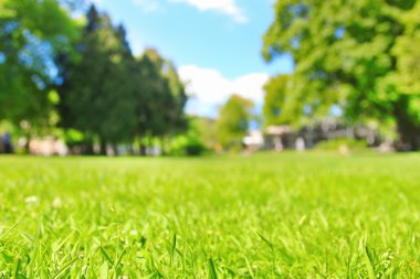 Park ağaçların bulanıklık