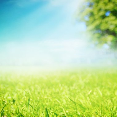 parkta çayır çimen