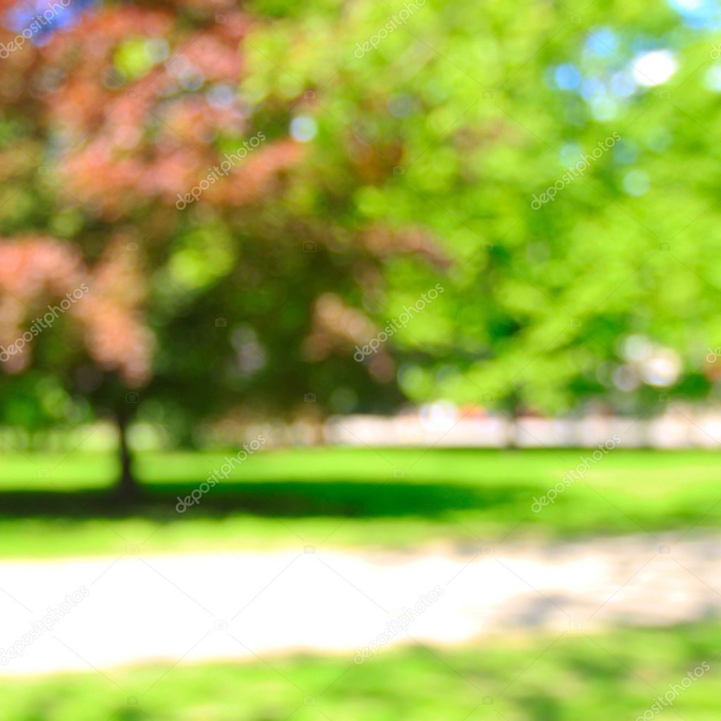 Park of trees in blur
