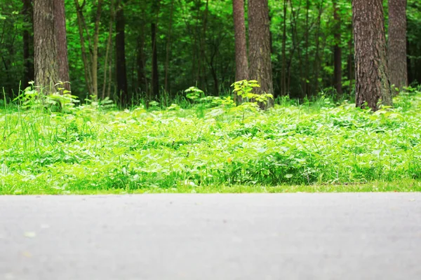 Park with fresh grass in summer — Stock Photo, Image