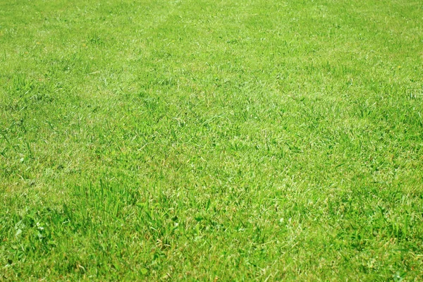 Zijaanzicht op het gras weide — Stockfoto