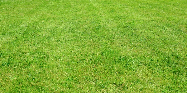 Vista laterale al prato di erba — Foto Stock