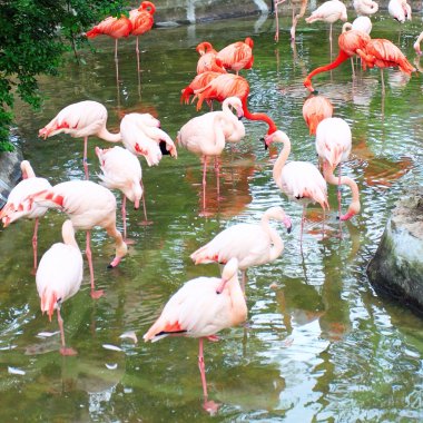 Flamingo grubu