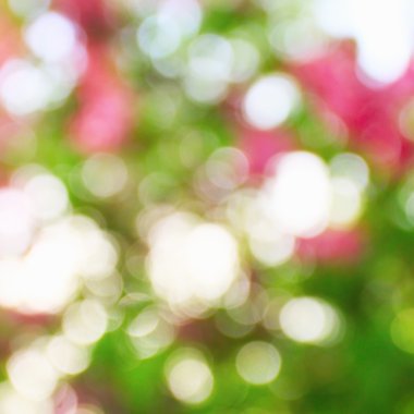 Doğanın bokeh
