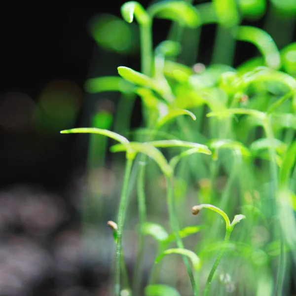 Green sprouts — Stock Photo, Image