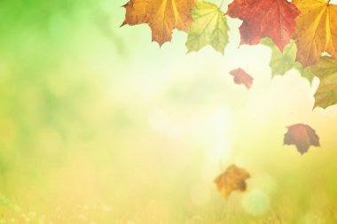 akçaağaç yaprakları