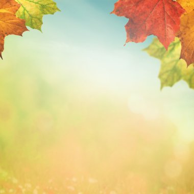 akçaağaç yaprakları