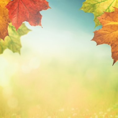 akçaağaç yaprakları