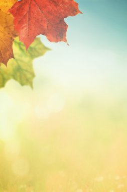 akçaağaç yaprakları