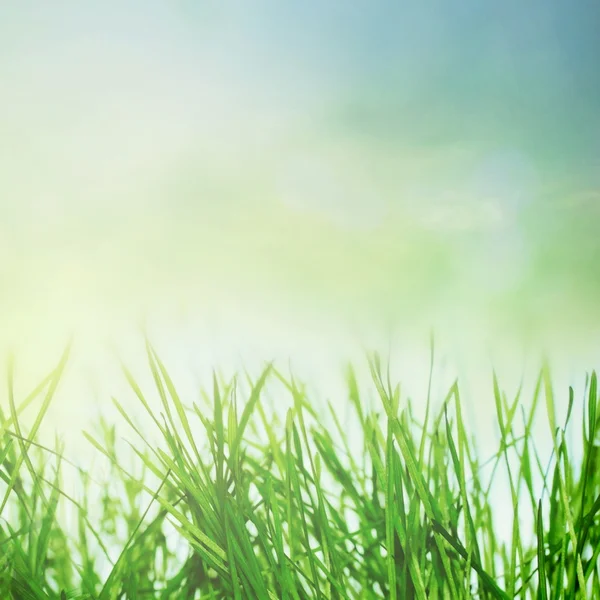 Spring sunny field — Stock Photo, Image