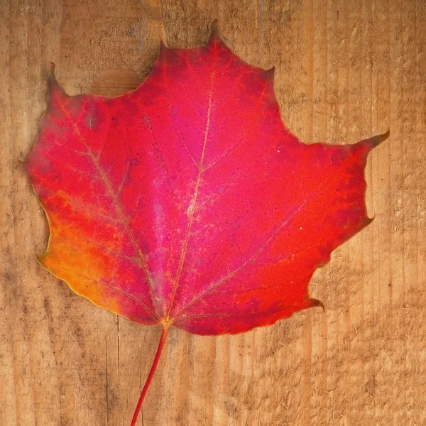 Maple — Stock Photo, Image