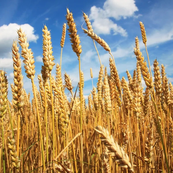 Campo di grano — Foto Stock