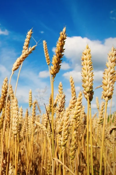 大麦や小麦 — ストック写真