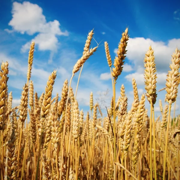大麦や小麦 — ストック写真