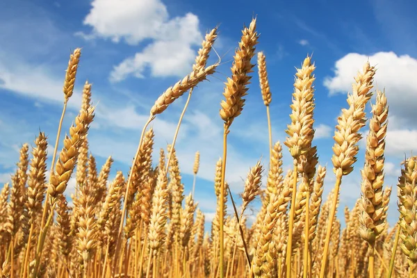 Campo di grano — Foto Stock