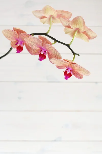 Орхидея на дереве — стоковое фото