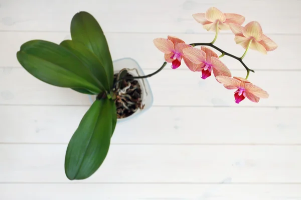 Orchid op hout — Stockfoto