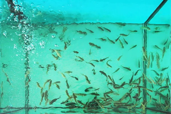 Rufa garra peixe no tanque — Fotografia de Stock