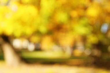 Arka planda sonbahar, bulanık ufuk doğal park